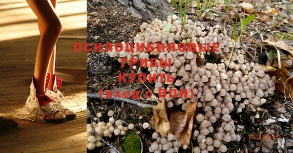 PSILOCYBIN Ладушкин